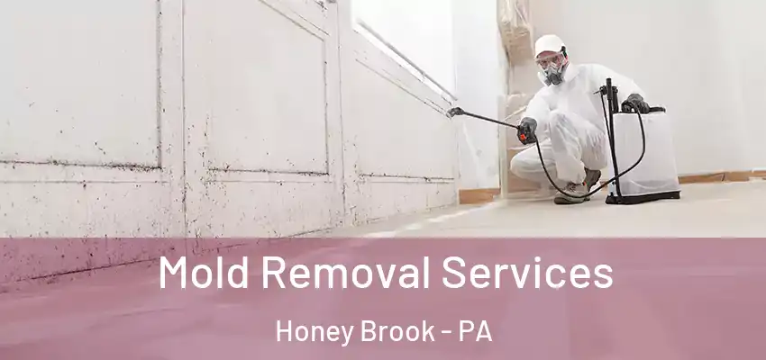 Mold Removal Services Honey Brook - PA