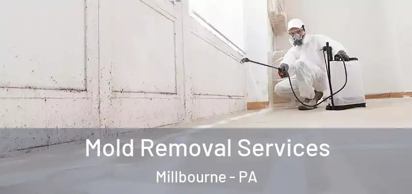 Mold Removal Services Millbourne - PA