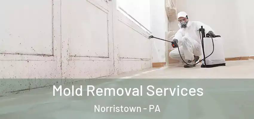  Mold Removal Services Norristown - PA