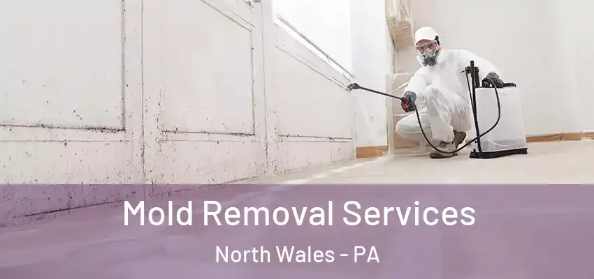 Mold Removal Services North Wales - PA
