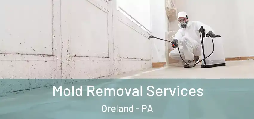 Mold Removal Services Oreland - PA