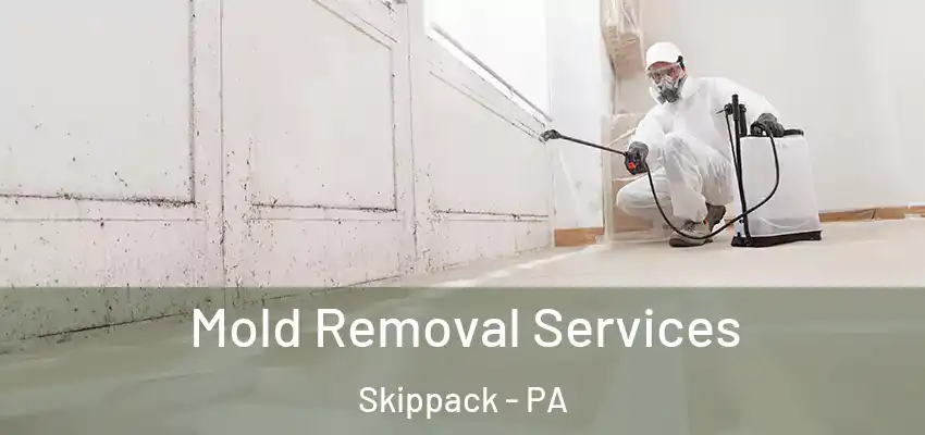  Mold Removal Services Skippack - PA