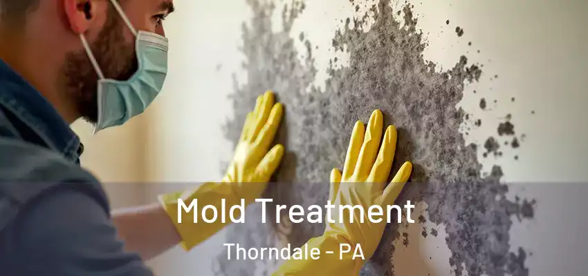 Mold Treatment Thorndale - PA